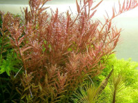 Снимка на Rotala rotundifolia, (Roxburgh Koehne, 1880)